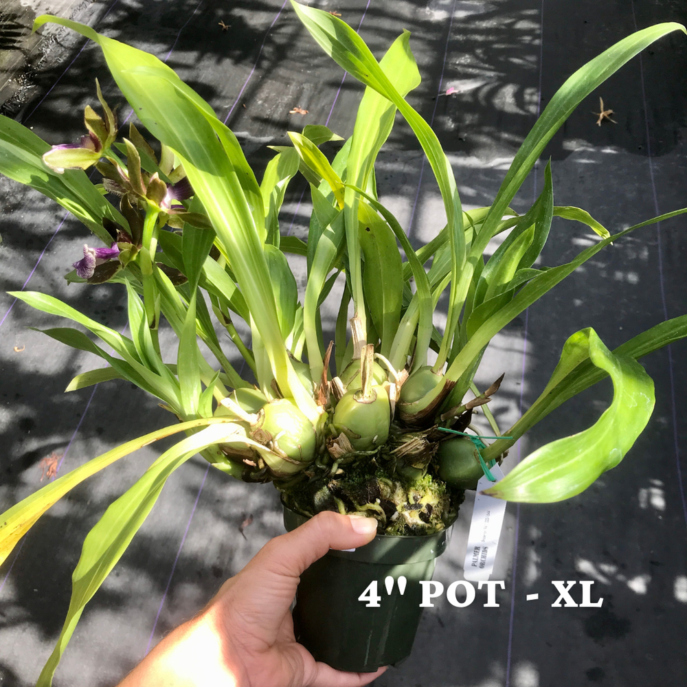 Zygo. QF 'no 'ino — Palmer Orchids